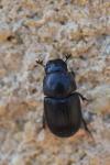 Agrilinus ater