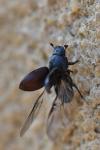 Agrilinus ater