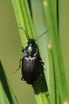 Agonum muelleri