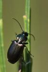 Agonum muelleri