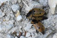 Dendroxena quadrimaculata