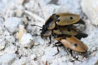 Dendroxena quadrimaculata