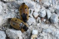 Dendroxena quadrimaculata