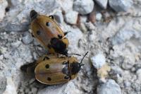 Dendroxena quadrimaculata