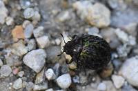 Cytilus sericeus