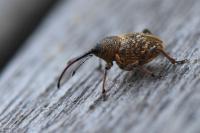 Curculio nucum