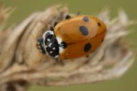 Hippodamia variegata