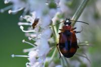 Lebia cruxminor