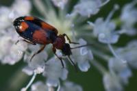 Lebia cruxminor