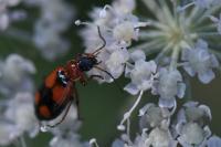 Lebia cruxminor