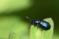 Korynetes caeruleus