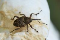 Curculio nucum