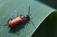Anthocomus rufus