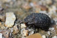 Trox sabulosus