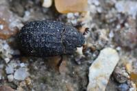 Trox sabulosus