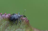 Anthonomus rubi