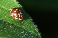 Myrrha octodecimguttata