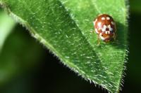 Myrrha octodecimguttata