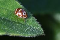 Myrrha octodecimguttata
