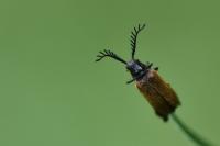 Drilus flavescens