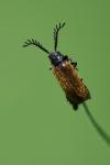 Drilus flavescens
