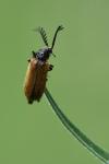 Drilus flavescens