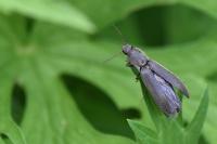 Agriotes pilosellus