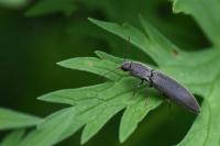 Agriotes pilosellus