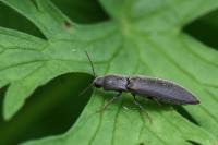 Agriotes pilosellus