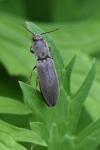 Agriotes pilosellus