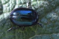 Chrysolina geminata