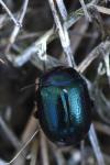 Chrysolina geminata