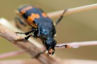 Nicrophorus vespillo