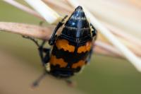 Nicrophorus vespillo