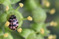 Oenopia conglobata