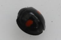 Chilocorus renipustulatus
