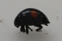 Chilocorus renipustulatus