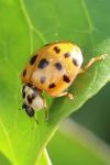 Harmonia axyridis