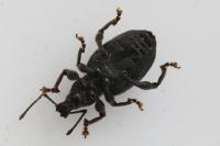 Otiorhynchus