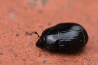 Margarinotus merdarius