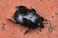 Margarinotus merdarius