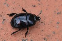 Hister quadrimaculatus