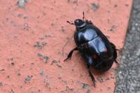 Hister quadrimaculatus