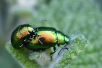 Chrysolina graminis
