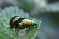 Chrysolina graminis