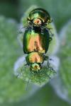 Chrysolina graminis