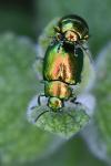 Chrysolina graminis