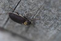 Hadrobregmus denticollis