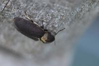 Hadrobregmus denticollis