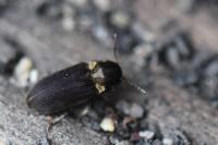 Hadrobregmus denticollis